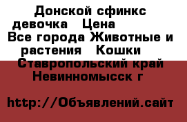 Донской сфинкс девочка › Цена ­ 15 000 - Все города Животные и растения » Кошки   . Ставропольский край,Невинномысск г.